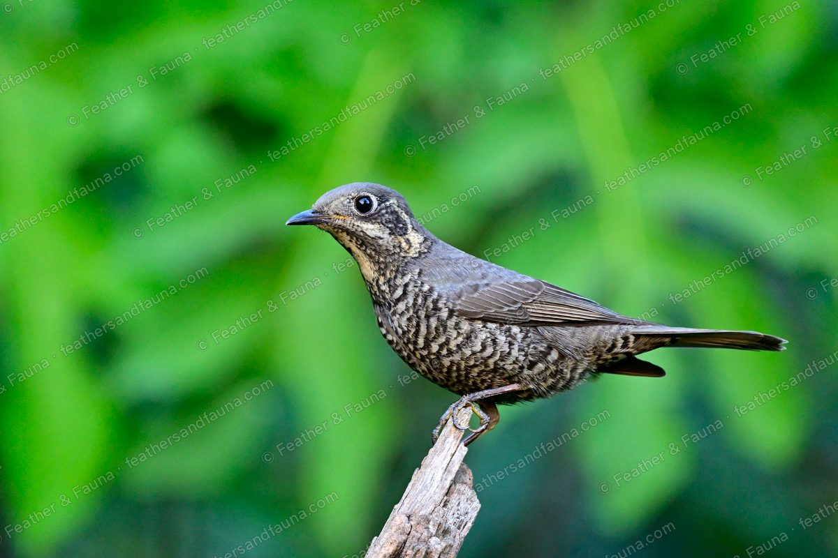 Female Chestnut-bellied Rock Thrush, brown with scaly underparts, on a dead twig.