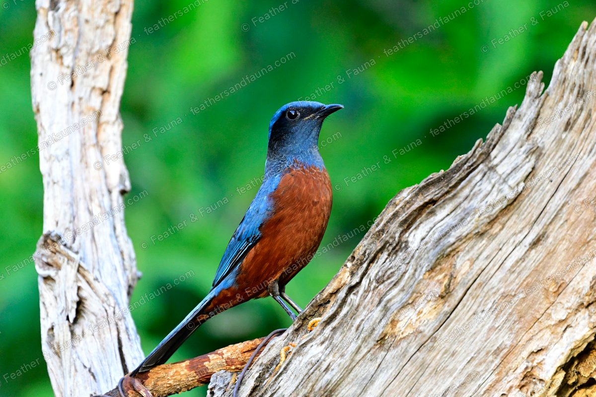 Male Chestnut-bellied Rock Thrush, blue-grey above with a chestnut breast, on a bleached stump.
