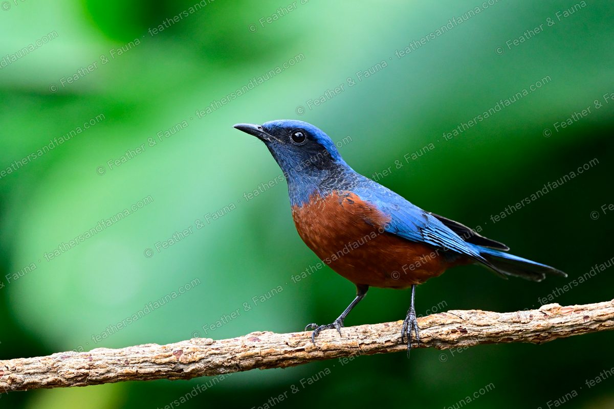 Male Chestnut-bellied Rock Thrush, blue-grey above with a chestnut breast, on a lichen branch.