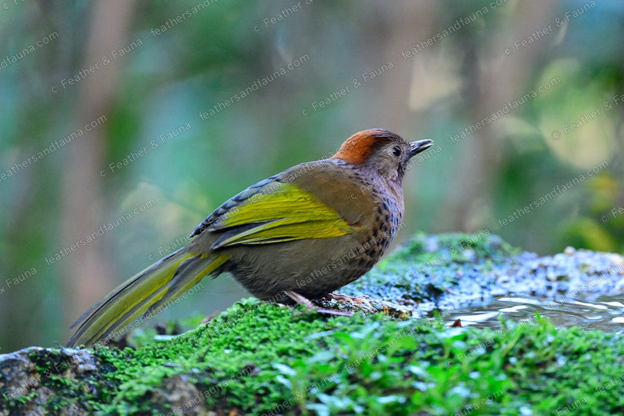 Chestnut-crowned Laughingthrush with a rufous cap and spotted breast beside a forest pool.
