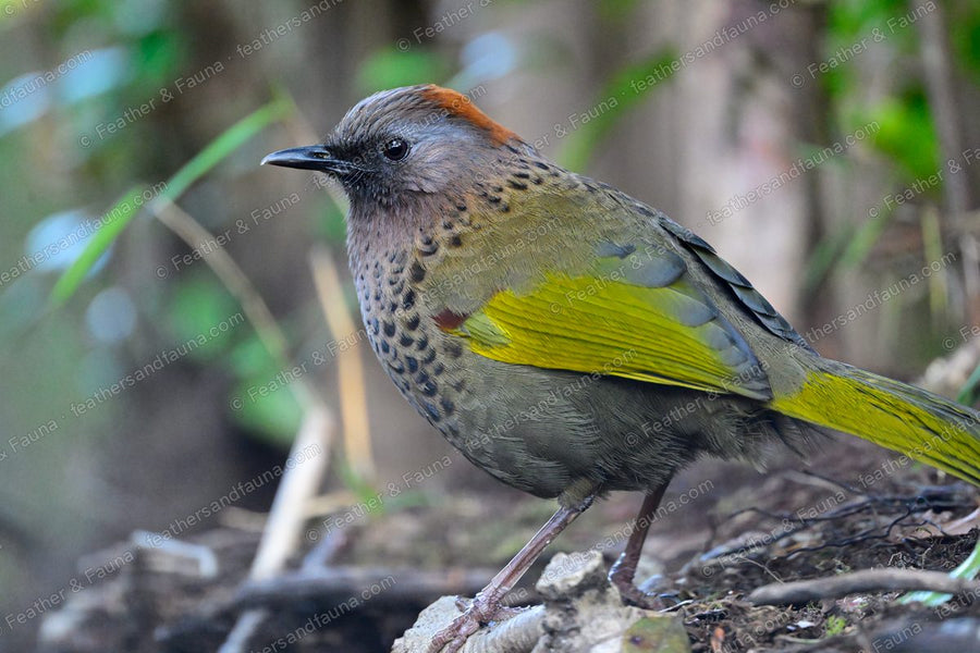 Chestnut-crowned Laughingthrush with a spotted breast and golden wing panels on the ground.