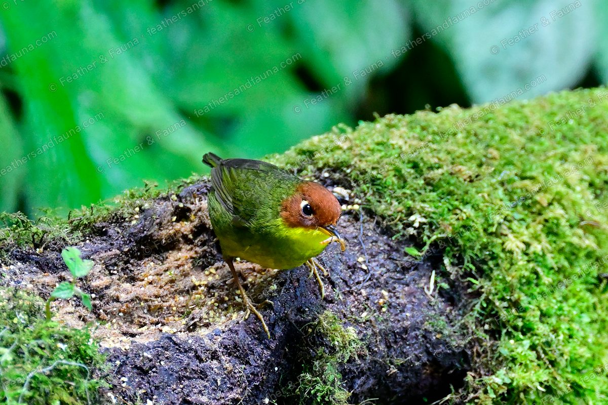 Chestnut-headed Tesia with nesting material on a mossy log, chestnut head and yellow underparts.