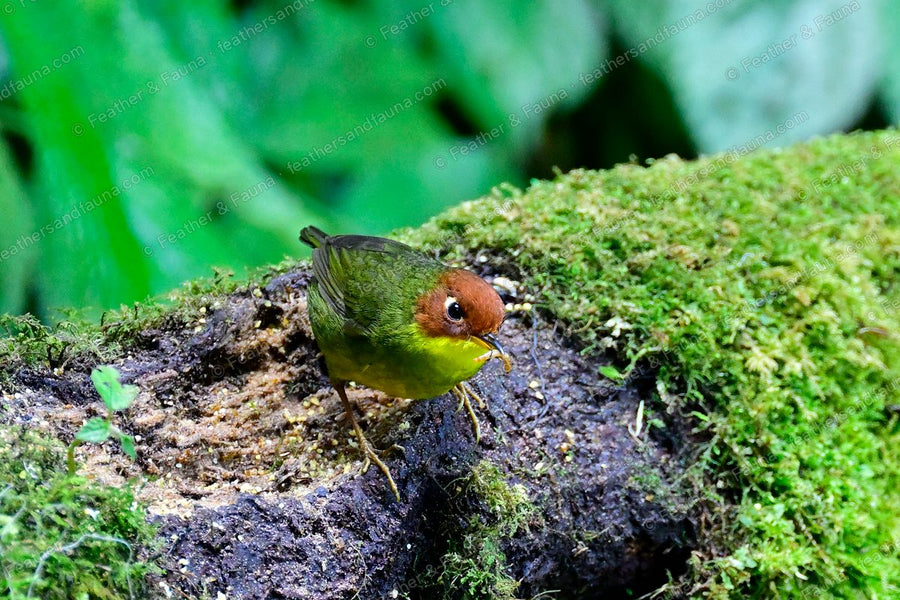 Chestnut-headed Tesia with nesting material on a mossy log, chestnut head and yellow underparts.