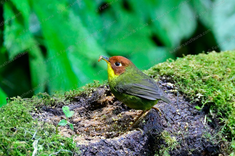 Chestnut-headed Tesia with an insect in its bill on a mossy log.