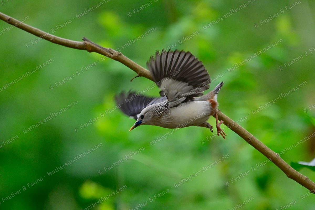 Chestnut-tailed Starling launching into flight from a branch against green foliage.