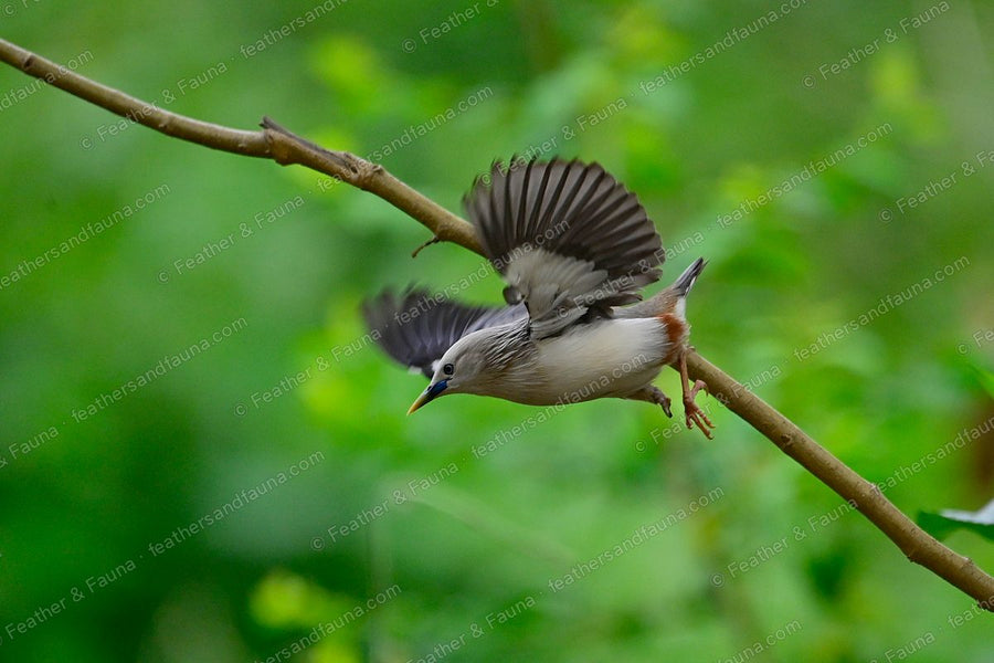 Chestnut-tailed Starling launching into flight from a branch against green foliage.