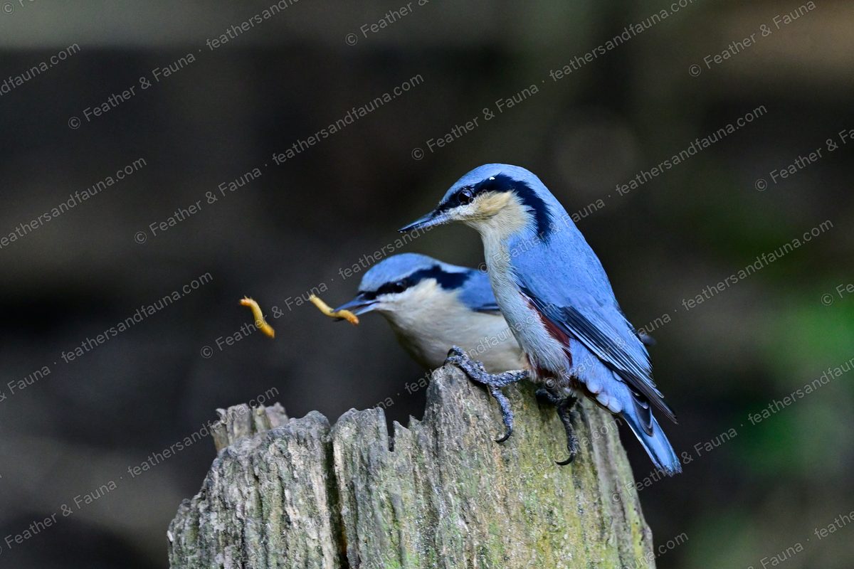Two Chestnut-vented Nuthatches on a mossy stump with mealworms flying between them.