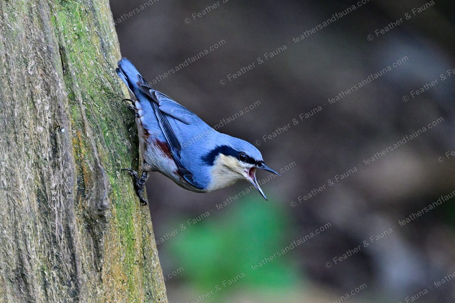 Chestnut-vented Nuthatch clinging head-down to a trunk with its bill open.