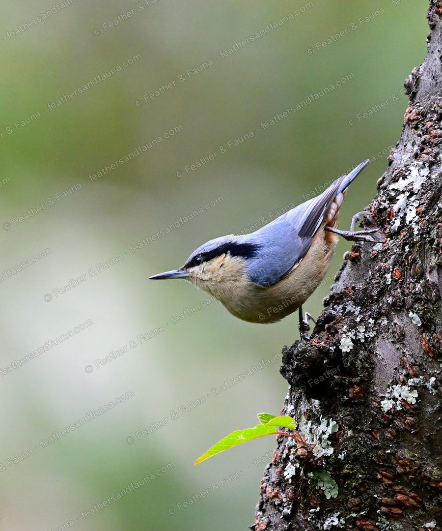 Chestnut-vented Nuthatch clinging head-down to a lichen-covered tree trunk.