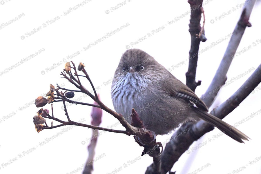 Chinese Fulvetta, a small grey babbler with a pale eye, on a budding twig.