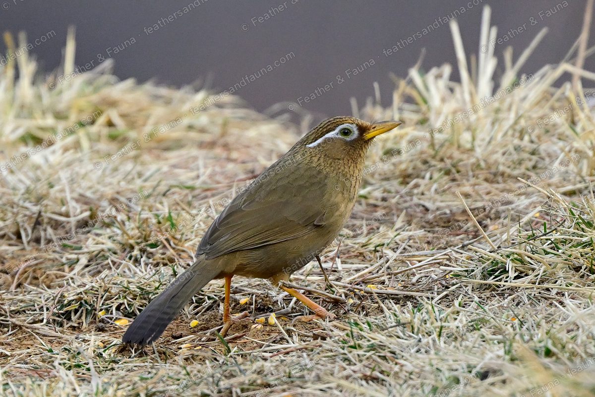 Warm-brown Chinese Hwamei with a white eye-ring and trailing eye-stripe on frosty grass.