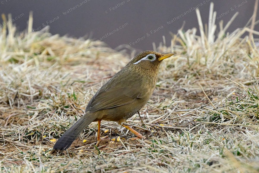 Warm-brown Chinese Hwamei with a white eye-ring and trailing eye-stripe on frosty grass.