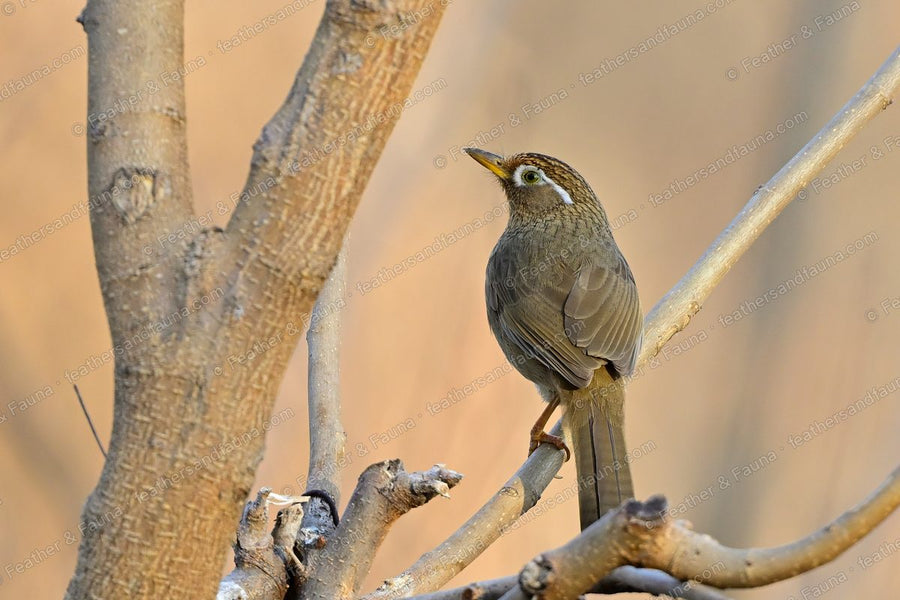 Chinese Hwamei with a white eye-ring and trailing eye-stripe on a bare forked branch.