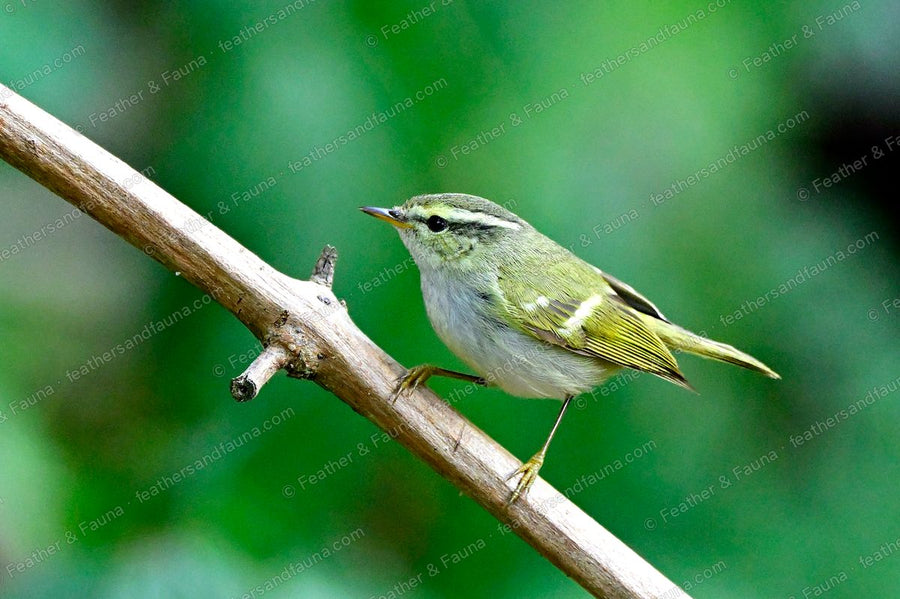 Chinese Leaf Warbler, small and greenish with a pale eyebrow, on a diagonal branch.