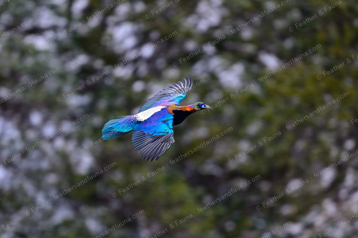 Male Chinese Monal in flight across a snowy slope, iridescent blue-green plumage.