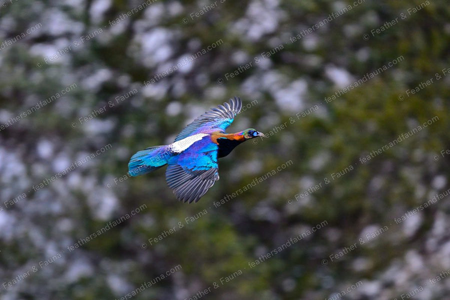 Male Chinese Monal in flight across a snowy slope, iridescent blue-green plumage.