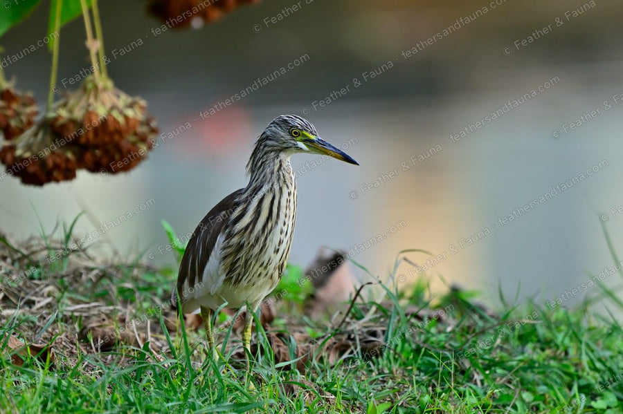 Chinese Pond Heron in streaky non-breeding plumage at a grassy pond edge.