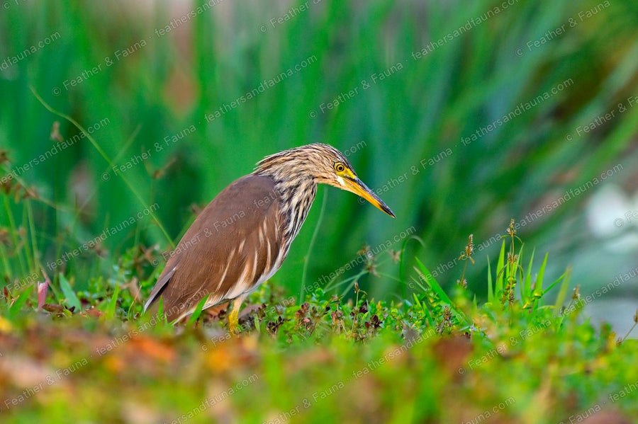 Chinese Pond Heron in streaky brown non-breeding plumage on a grassy pond bank.