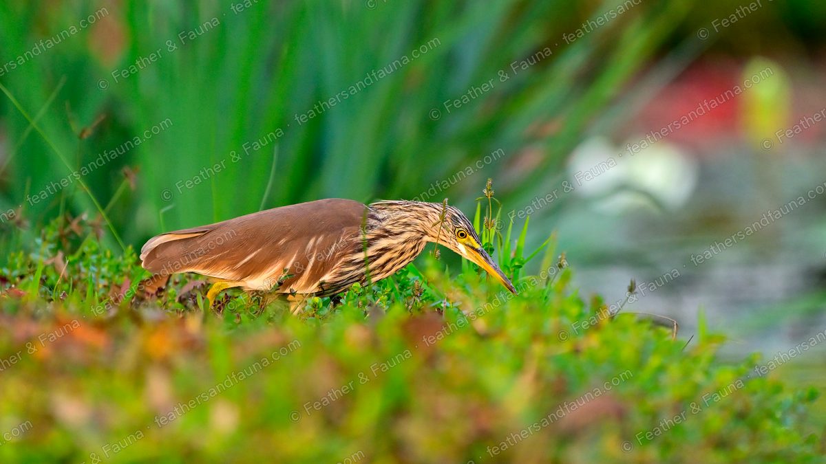 Chinese Pond Heron crouched low and stalking along a grassy pond bank.