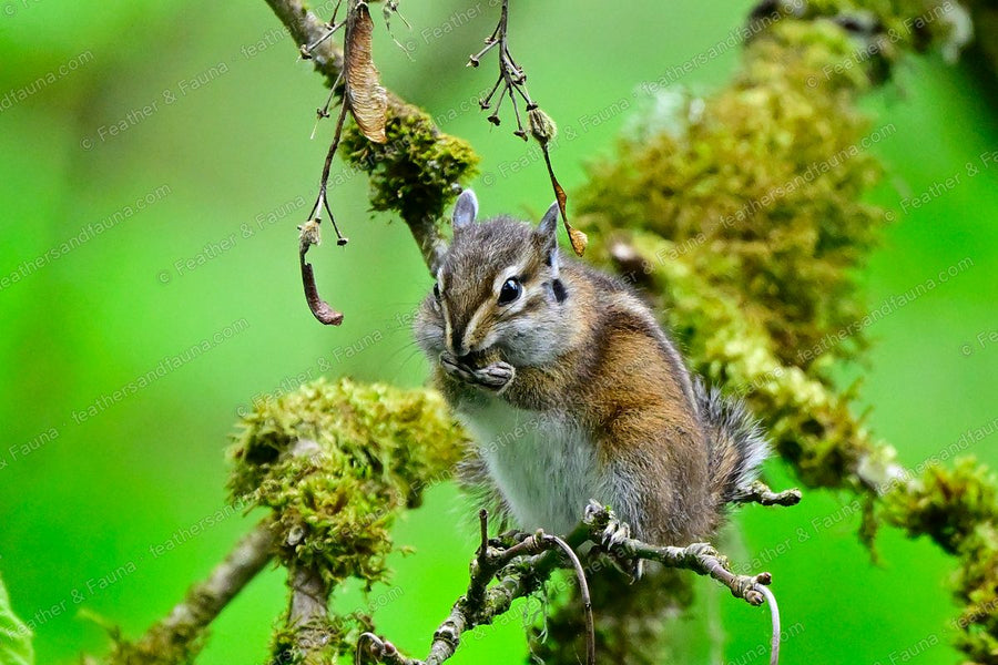 Chipmunk clinging to a moss-covered branch and feeding.