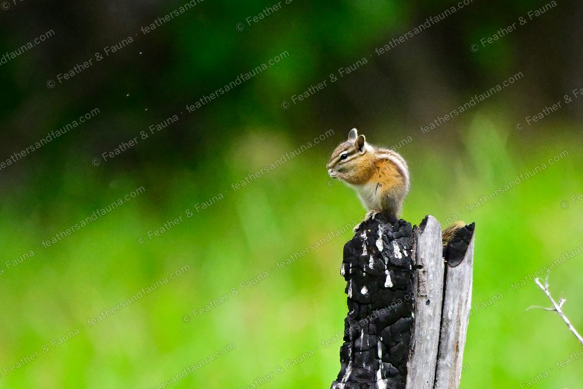 Chipmunk feeding on the charred top of a burnt wooden post.