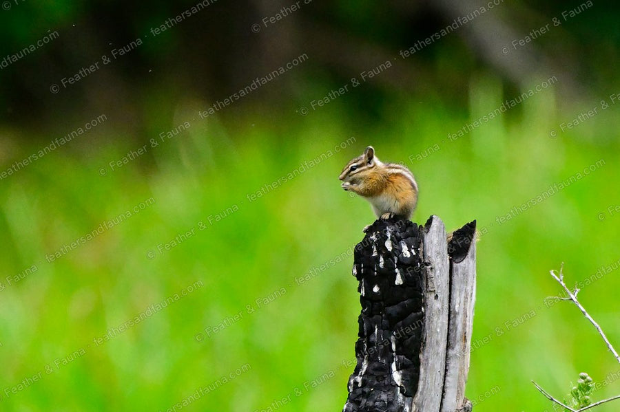 Chipmunk perched on the blackened top of a burnt stump.
