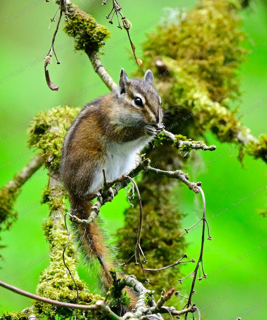 Chipmunk perched high on mossy branches holding a seed to its mouth.