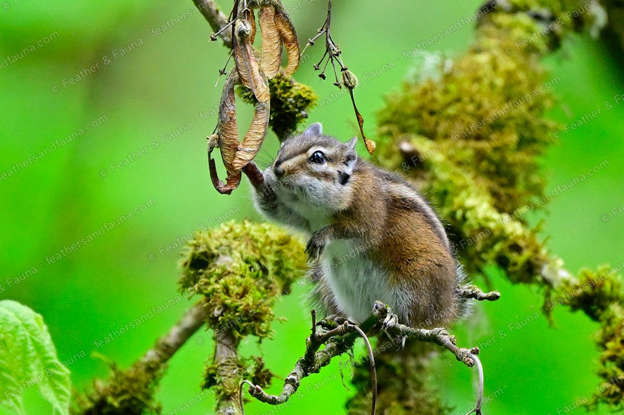 Chipmunk pulling a hanging bunch of maple seeds toward its mouth on a mossy branch.
