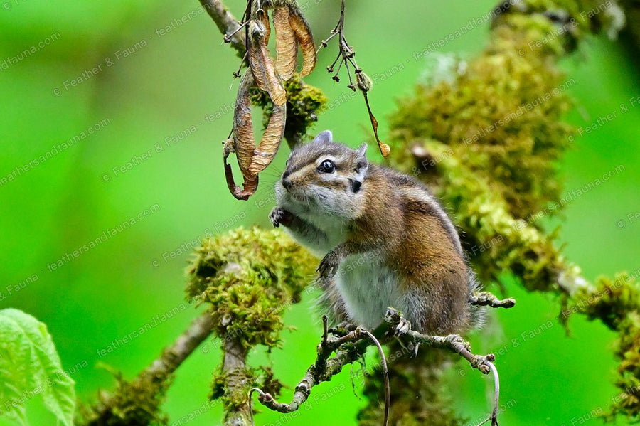 Chipmunk reaching up a mossy branch for a cluster of dry maple seeds.