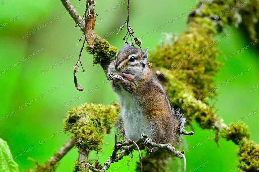 Chipmunk sitting up on a mossy branch turning a maple seed in its paws.