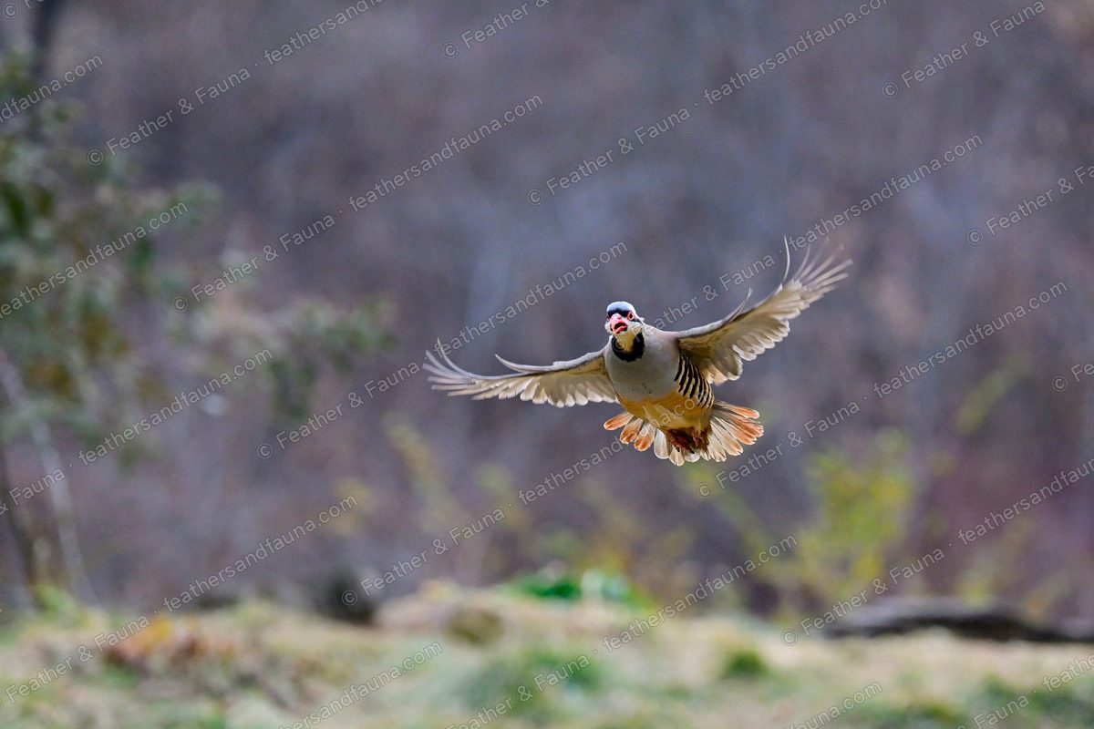 Chukar flying head-on with wings spread, black necklace and barred flanks showing.