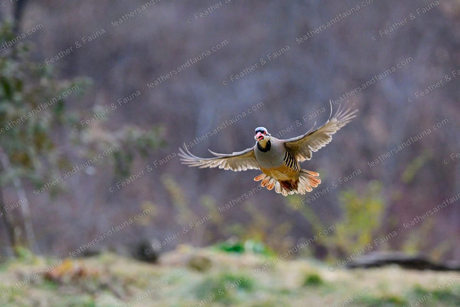 Chukar flying head-on with wings spread, black necklace and barred flanks showing.