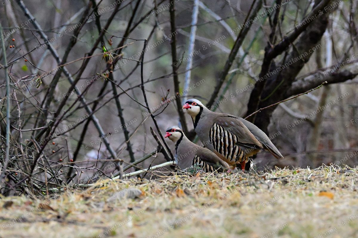 Two Chukars with black necklaces and barred flanks at a brushy field edge.
