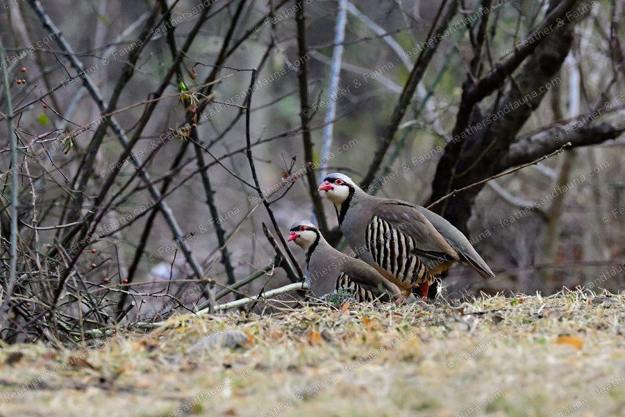 Two Chukars with black necklaces and barred flanks at a brushy field edge.