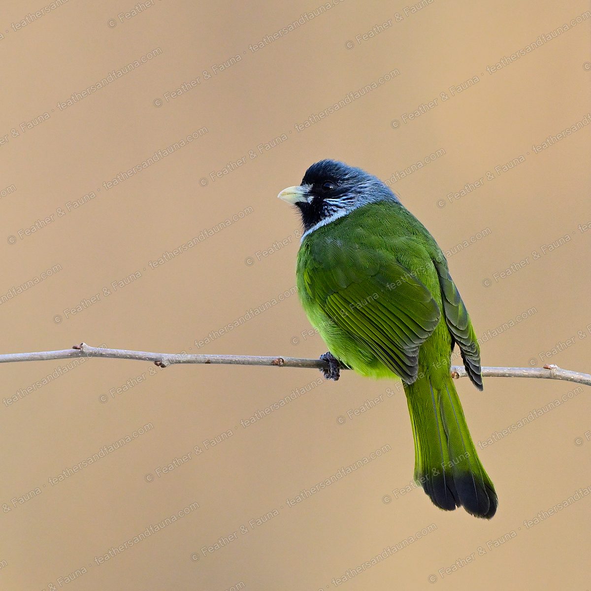 Collared Finchbill with a grey head and thick pale bill on a bare twig.