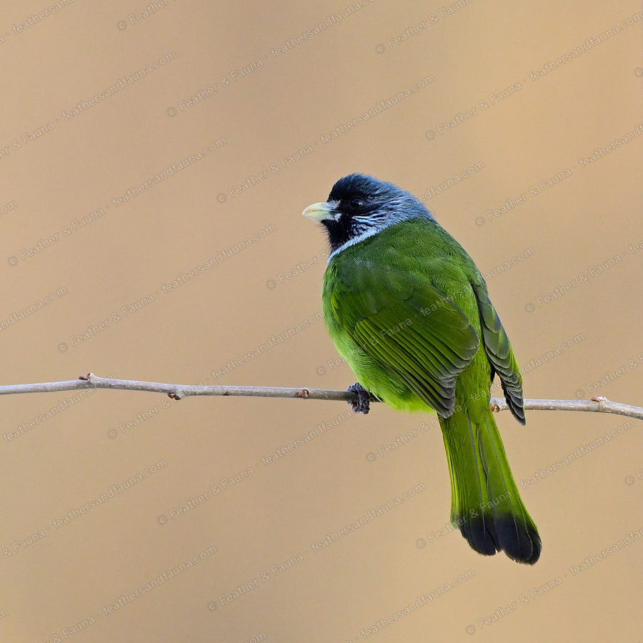 Collared Finchbill with a grey head and thick pale bill on a bare twig.