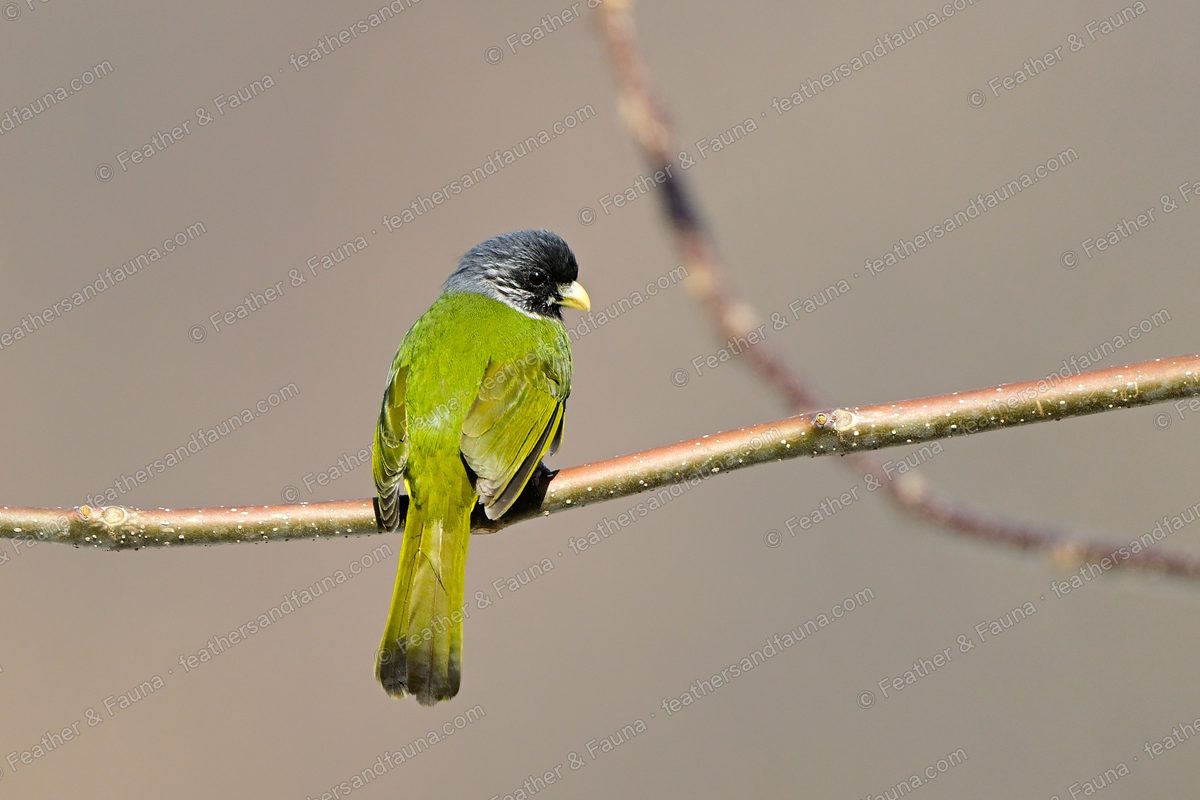 Collared Finchbill from behind on a bare twig, olive-green with a black-tipped tail.