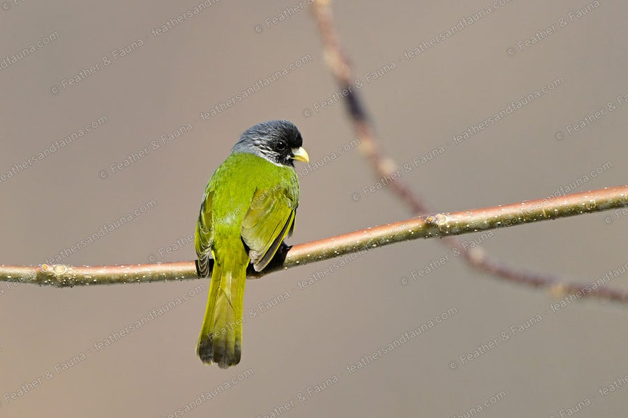 Collared Finchbill from behind on a bare twig, olive-green with a black-tipped tail.