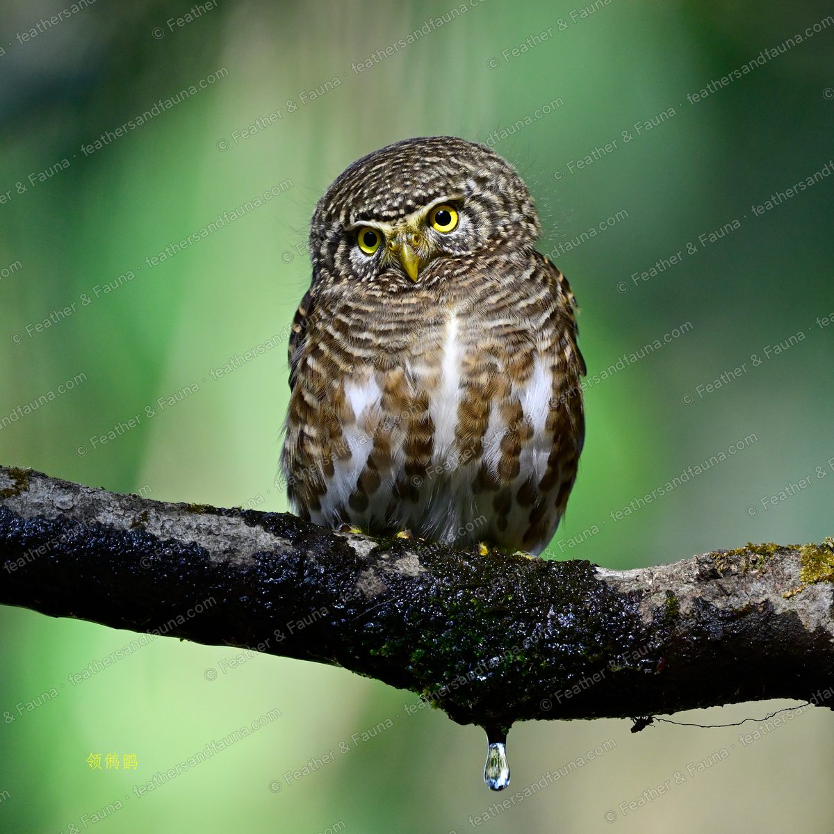 Collared Owlet, a tiny barred owl with yellow eyes, on a wet mossy branch.