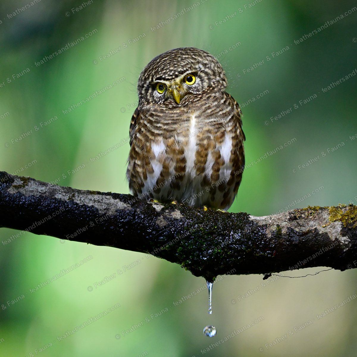 Collared Owlet facing forward on a wet mossy branch, barred brown-and-white body.