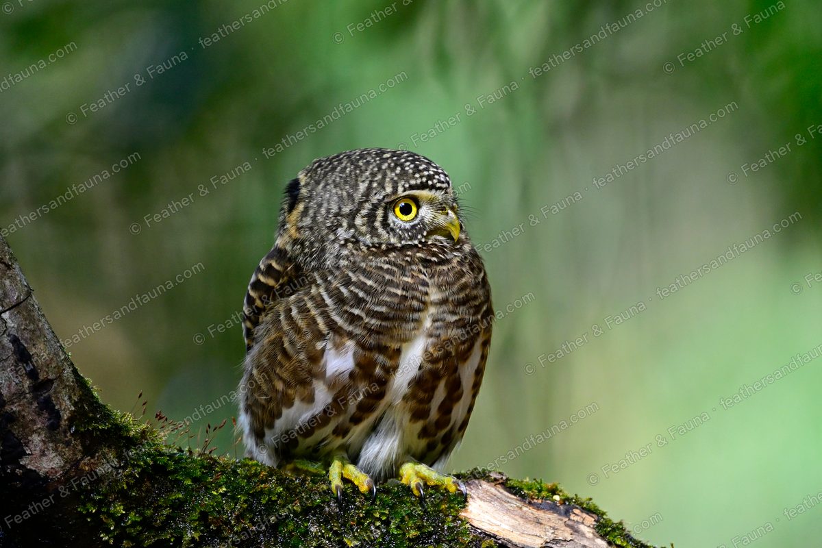 Collared Owlet turning its head on a mossy branch, one yellow eye toward the camera.