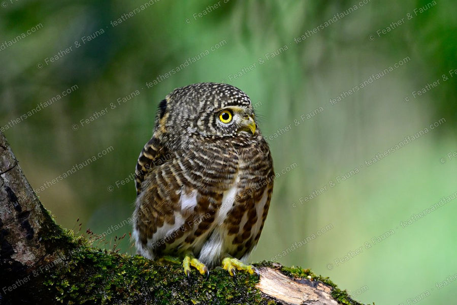 Collared Owlet turning its head on a mossy branch, one yellow eye toward the camera.