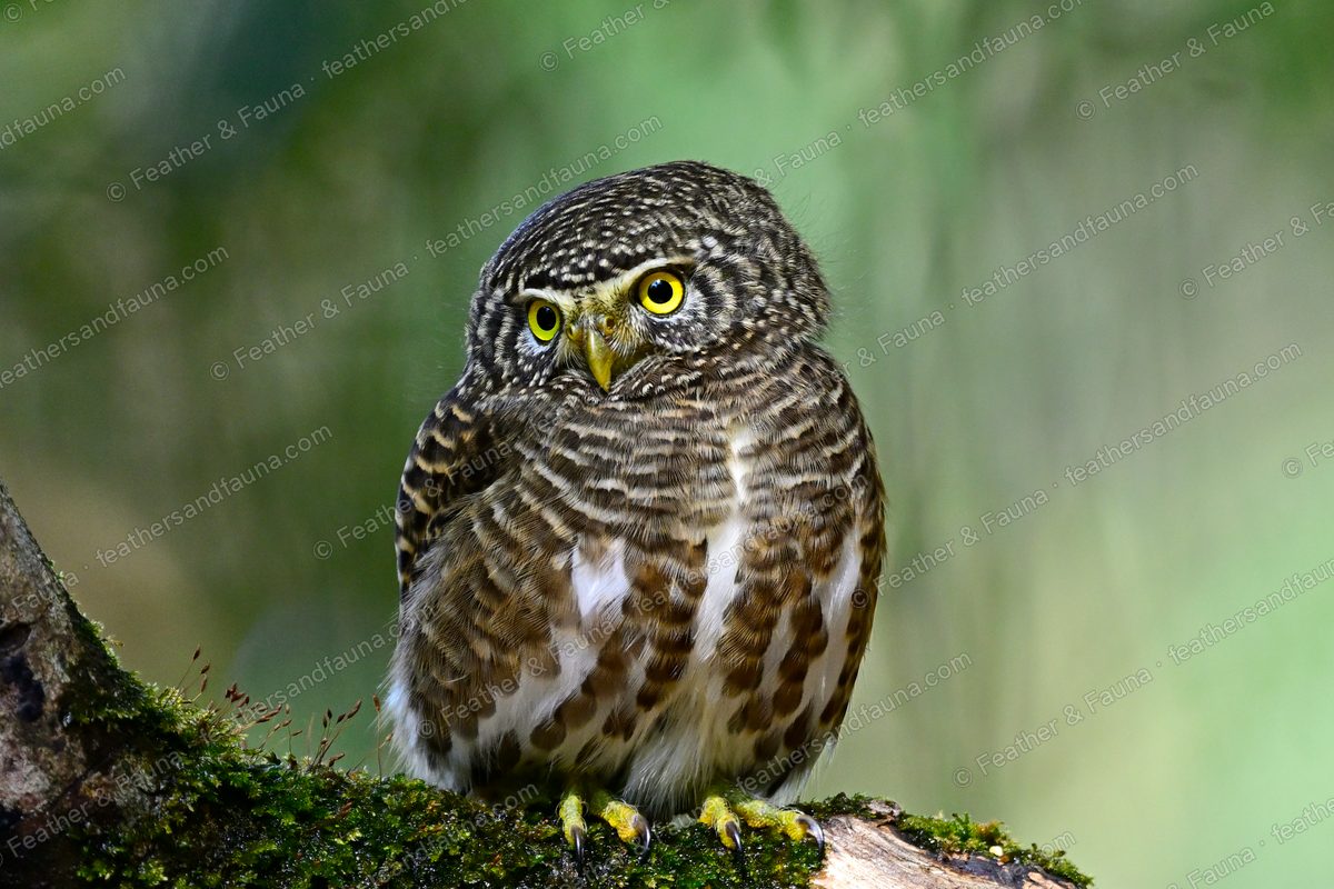Collared Owlet crouched on a mossy branch, staring forward with big yellow eyes.