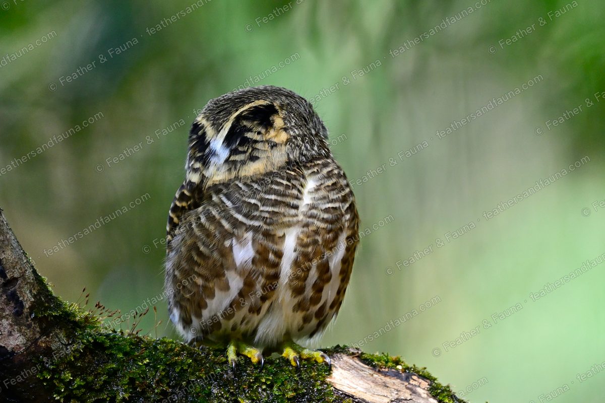 Collared Owlet from behind showing the false eye pattern on the back of its head.