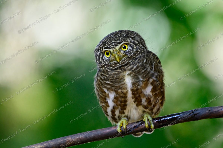 Collared Owlet facing forward on a wet branch, barred body and yellow eyes.