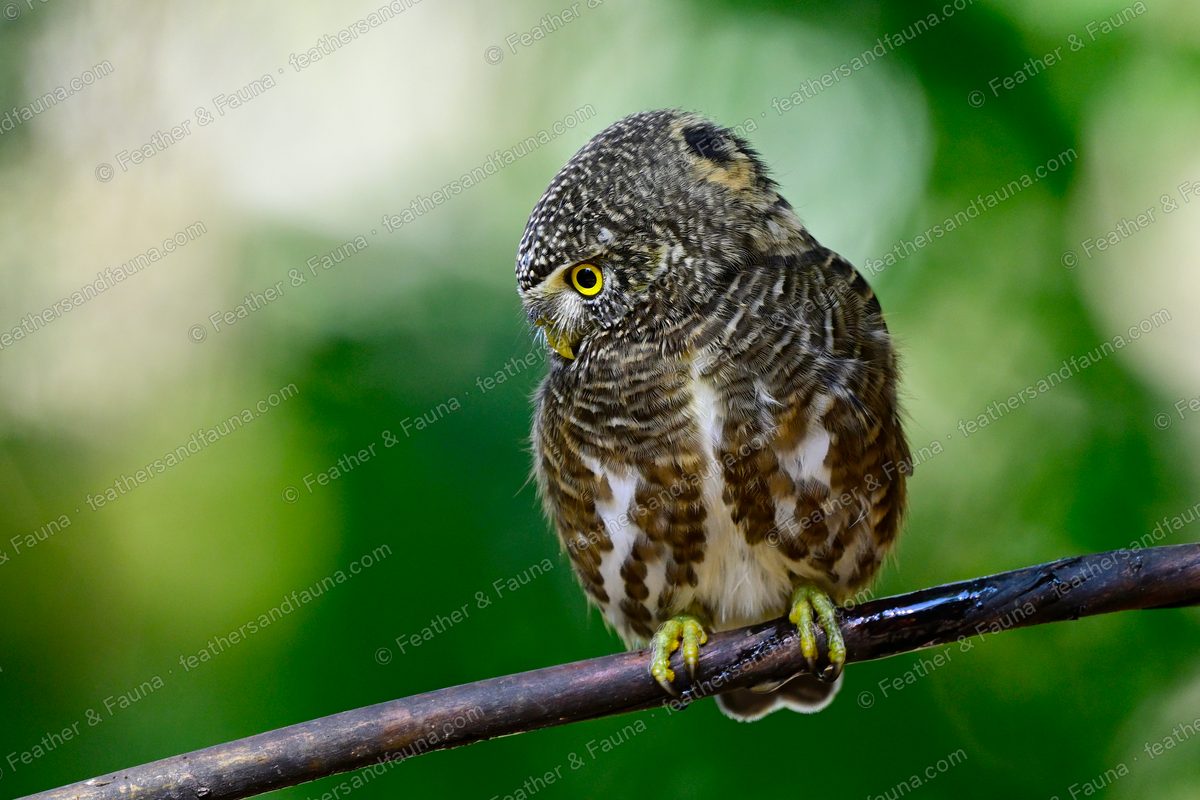 Collared Owlet turning its head on a wet branch, false eye pattern on the nape showing.