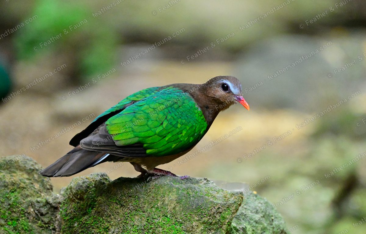 Common Emerald Dove with iridescent green wings walking over a mossy rock.