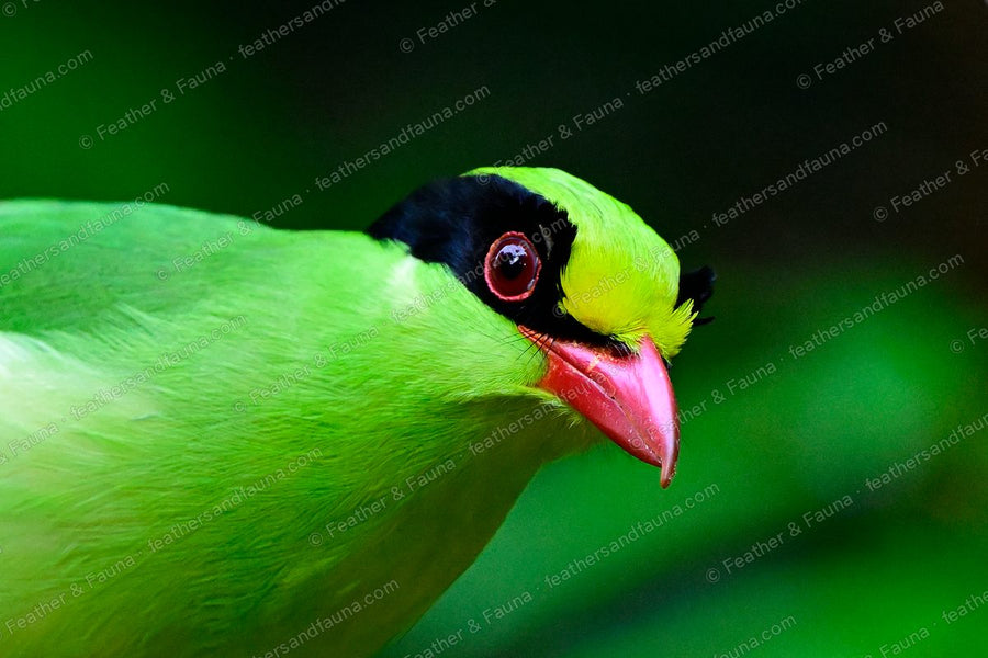 Profile portrait of a Common Green Magpie with a heavy red bill and black mask.