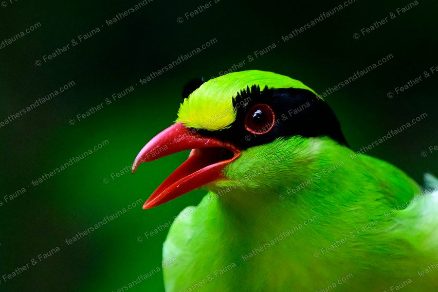 Common Green Magpie calling, head portrait, red bill wide open, black mask.