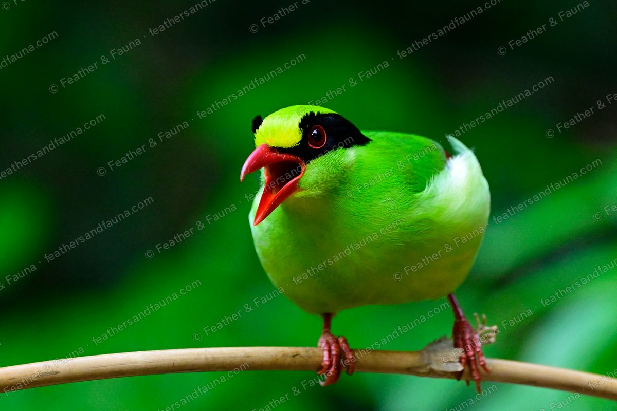 Common Green Magpie calling front-on, red bill and legs, black mask, on a branch.